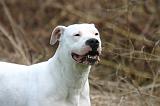 DOGUE ARGENTIN 472